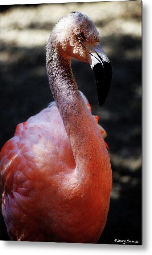Flamingo Metal Print featuring the photograph Gray Flamingo by Stoney Lawrentz