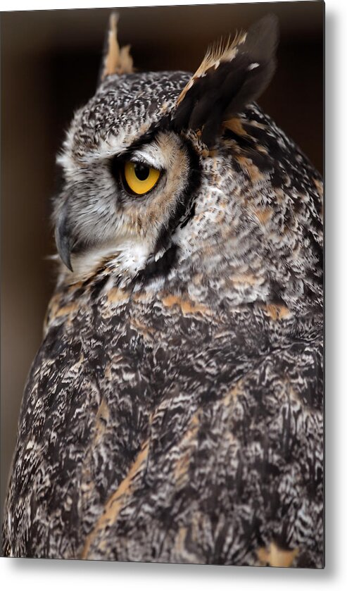 Great Horned Owl Metal Print featuring the photograph Great Horned Owl by JT Lewis