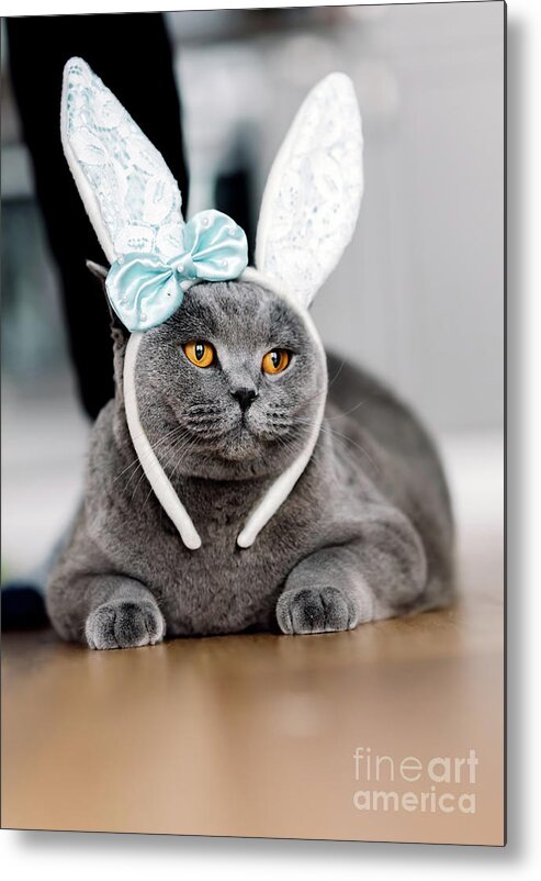 Cat Metal Print featuring the photograph Grey cat with cute bunny-like headband by Michal Bednarek