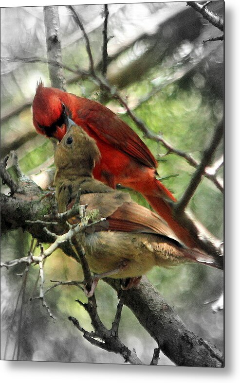 Cardinal Metal Print featuring the photograph Happy Fathers Day by Lisa Scott