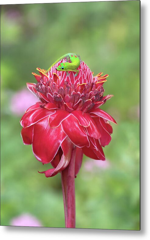 Gecko Metal Print featuring the photograph Happy Mo'o by Susan Rissi Tregoning