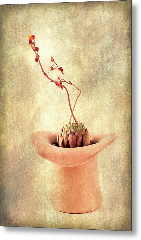 Hat Metal Print featuring the photograph Hat and Echeveria by Catherine Lau