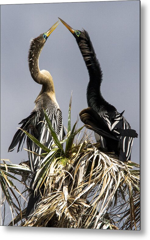 Anhinga Metal Print featuring the photograph Hen-Pecked by Jim Miller
