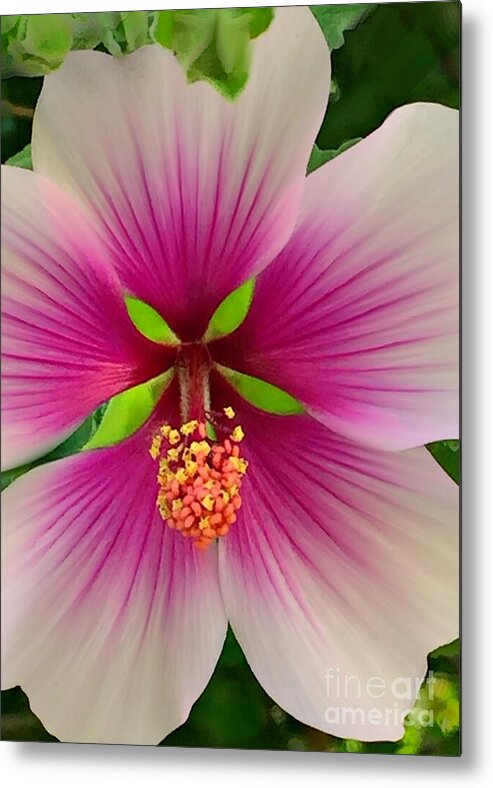 3000 Views Metal Print featuring the photograph Hibiscus Face by Jenny Revitz Soper