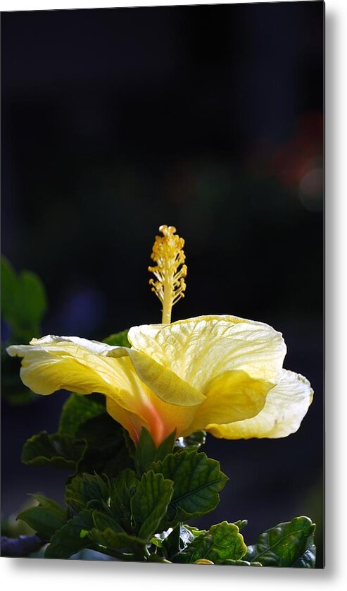 Hibiscus Metal Print featuring the photograph Hibiscus Morning by Debbie Karnes