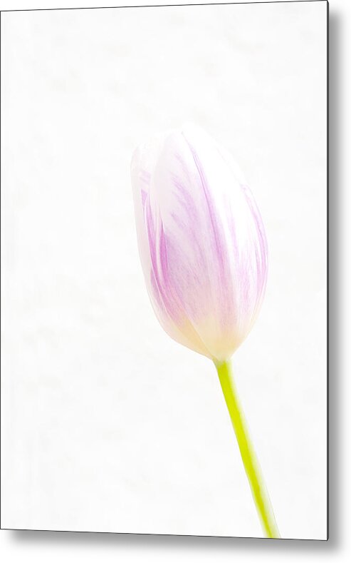 Richard Reeve Metal Print featuring the photograph High Key Tulip by Richard Reeve