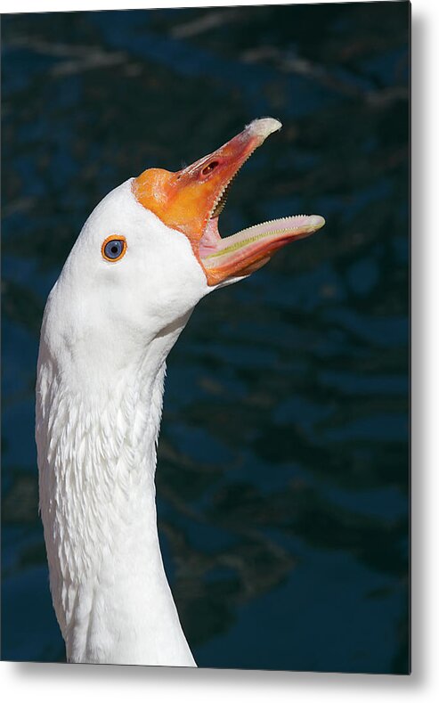 Goose Metal Print featuring the photograph Hitting High C by Phyllis Denton
