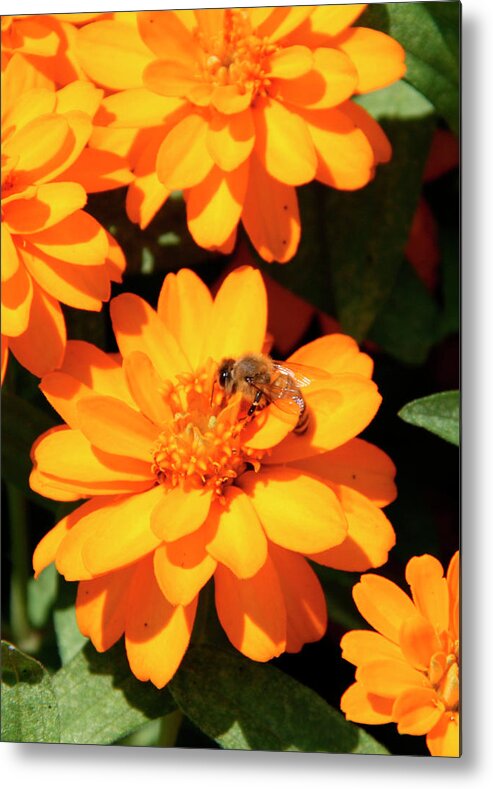 Bee Metal Print featuring the photograph Honey Bee on Yellow Flower by George Jones