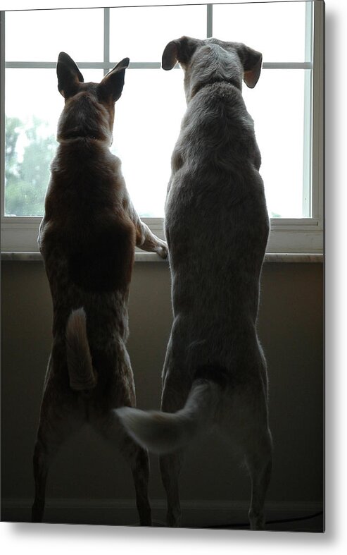 Dogs Metal Print featuring the photograph Hope You Get What You are Looking For by Roberta Kayne