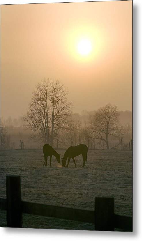 Horse Metal Print featuring the photograph Horses at Sunrise-1 by Steve Somerville