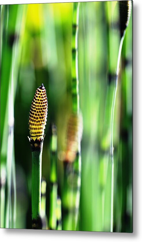 Bamboo Metal Print featuring the photograph Horsetail by Catherine Lau