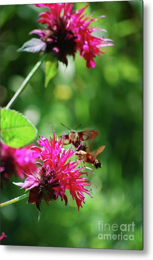 Hummingbird Moth Metal Print featuring the photograph Hummingbird Moth by Lila Fisher-Wenzel