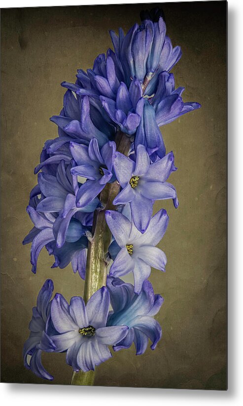 Flowers Metal Print featuring the photograph Hyacinth by John Roach