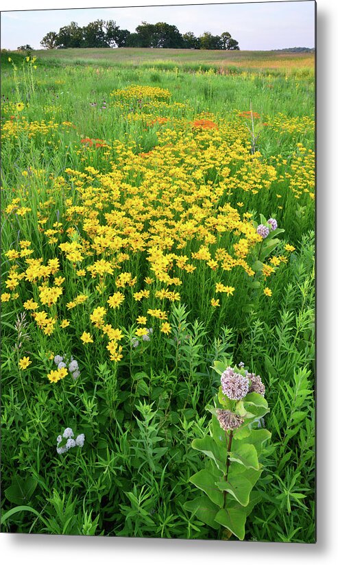 Illinois Metal Print featuring the photograph Illinois Prairie Wildflowers by Ray Mathis