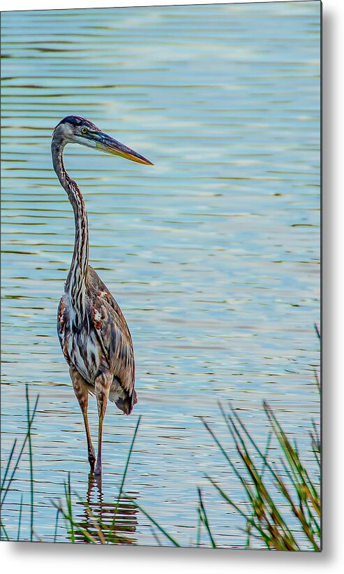Celery Fields Metal Print featuring the photograph Immature Great Blue Heron by Richard Goldman