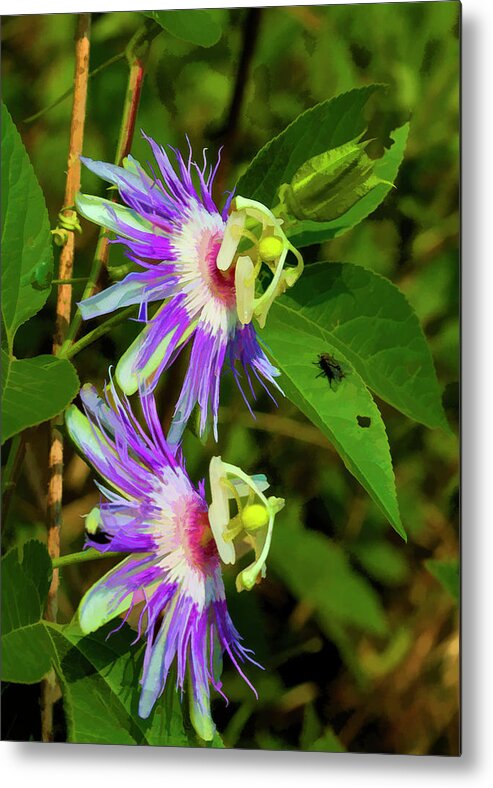 Passiflora Incarnata Metal Print featuring the photograph Inexplicable and Strange by Kathy Clark