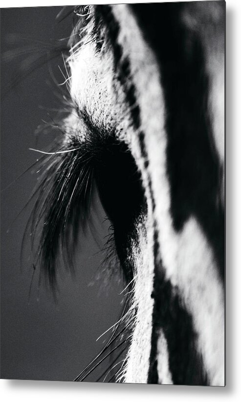 Animal Metal Print featuring the photograph Instinct in eyes by J C