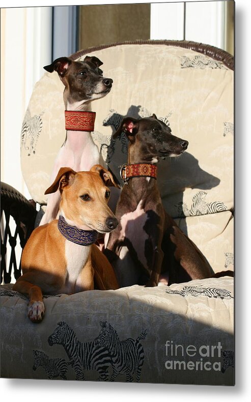 Editorial Metal Print featuring the photograph Italian Greyhounds by Angela Rath