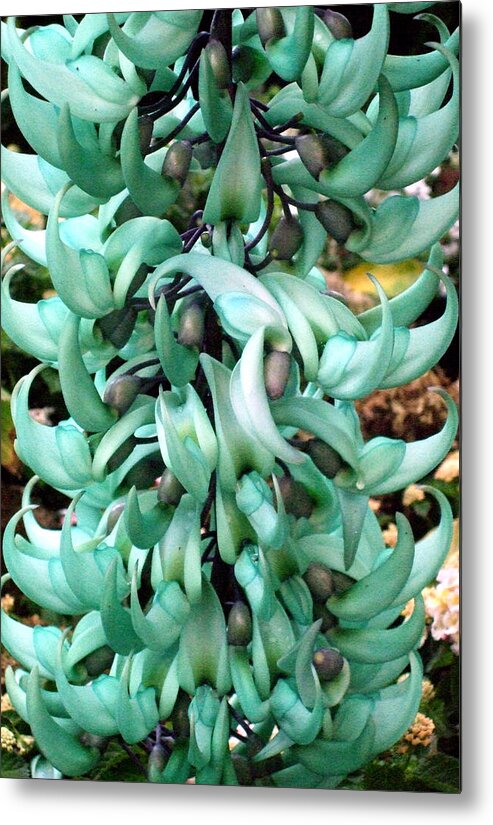 Botanical Metal Print featuring the photograph Jade by Mindy Newman