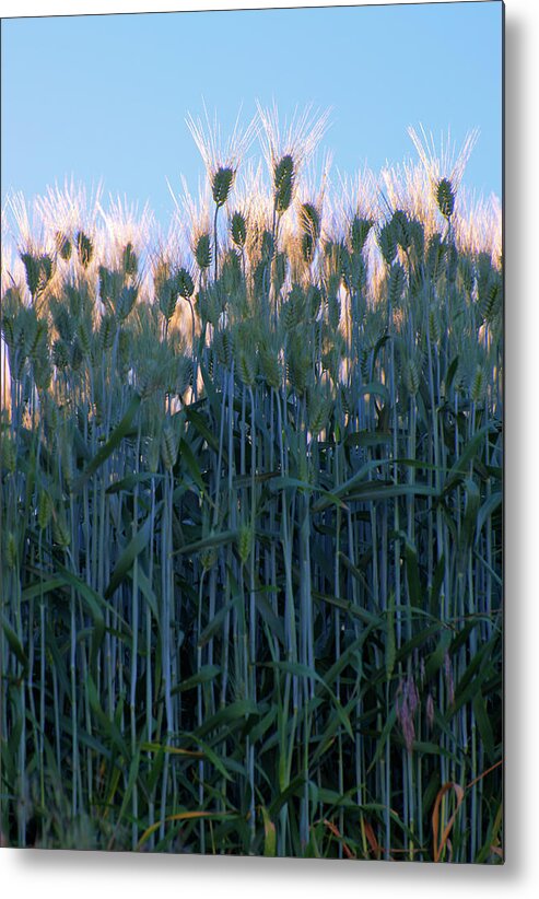 Outdoors Metal Print featuring the photograph July Crops II by Doug Davidson