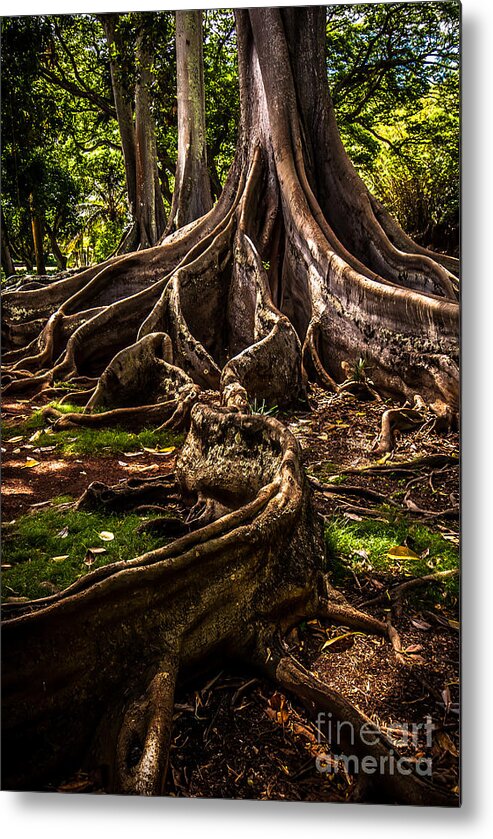 Hawaii Metal Print featuring the photograph Jurassic Park Tree Trailing Root by Blake Webster