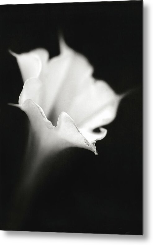 Lr_thefader Metal Print featuring the photograph Just a white flower by Eduard Moldoveanu