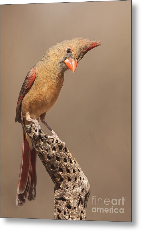 Cardinal Metal Print featuring the photograph Lady Cardinal and Cholla by Ruth Jolly