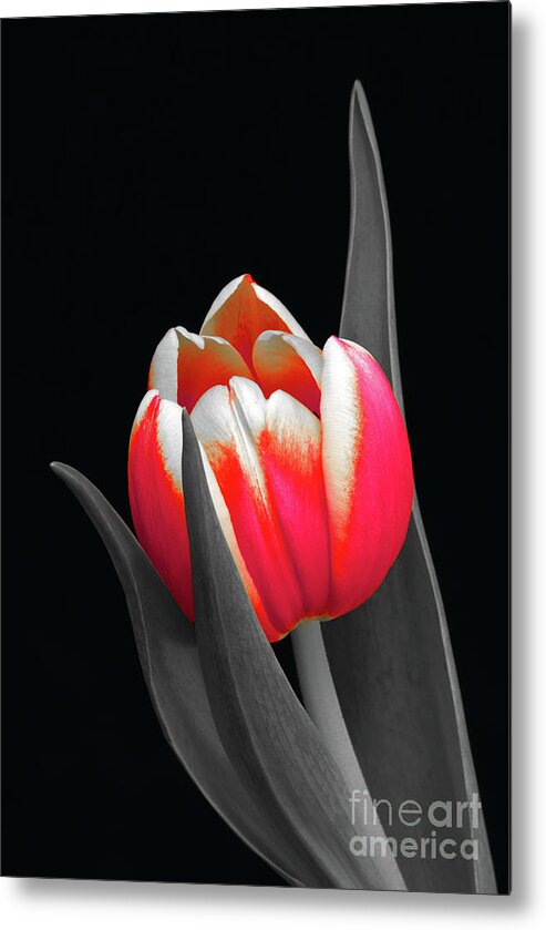 Tulip Metal Print featuring the photograph Lady in Red by Karen Lewis