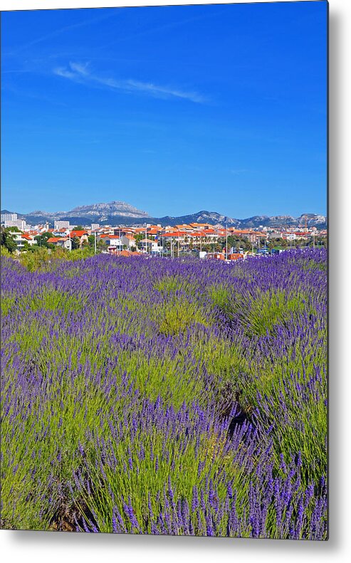 Lavender Metal Print featuring the photograph Lavendar of Provence by Corinne Rhode