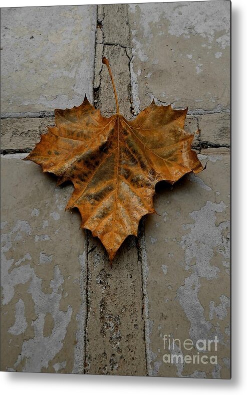 Leaf Metal Print featuring the photograph Leaf Cross by Patricia Strand