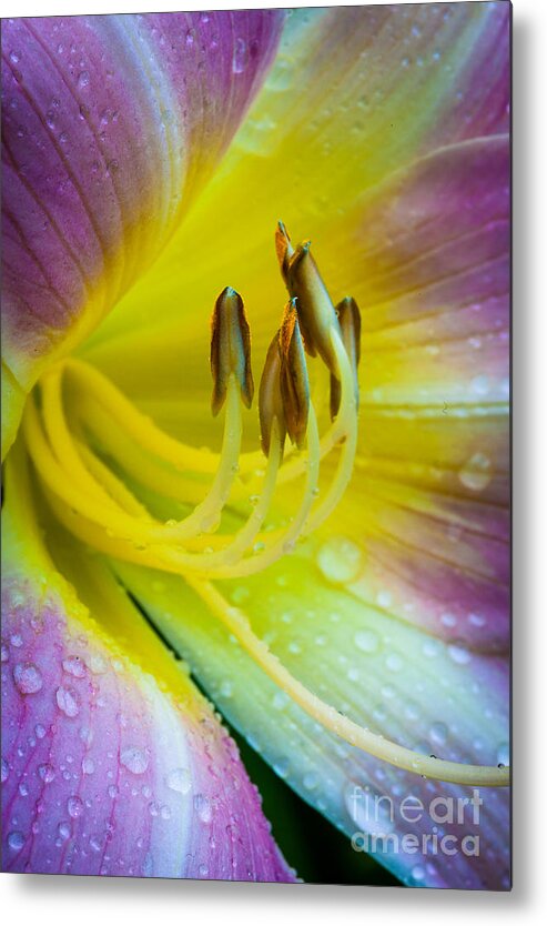 America Metal Print featuring the photograph Lily Universe by Inge Johnsson