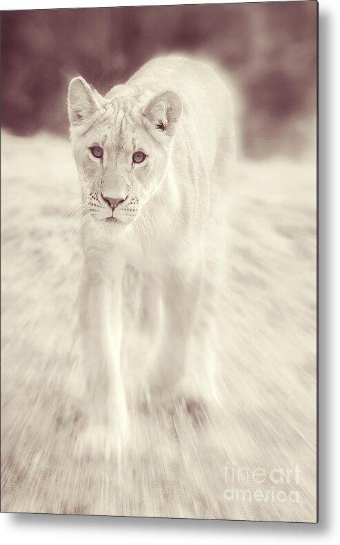 Lion Metal Print featuring the photograph Lion Spirit Animal by Chris Scroggins