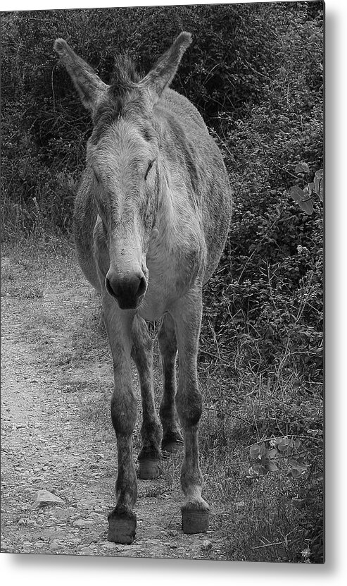 Donkey Metal Print featuring the photograph Lonely Donkey by Jeff Townsend