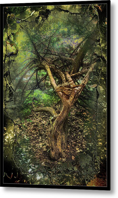 Dragons Metal Print featuring the photograph Looking Grimm by John Anderson