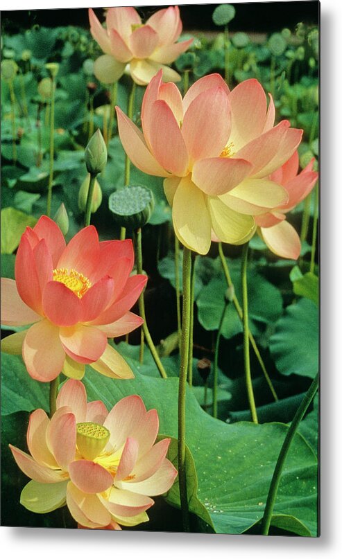 Lotus Flowers Metal Print featuring the photograph Luscious Lotus by Elvira Butler