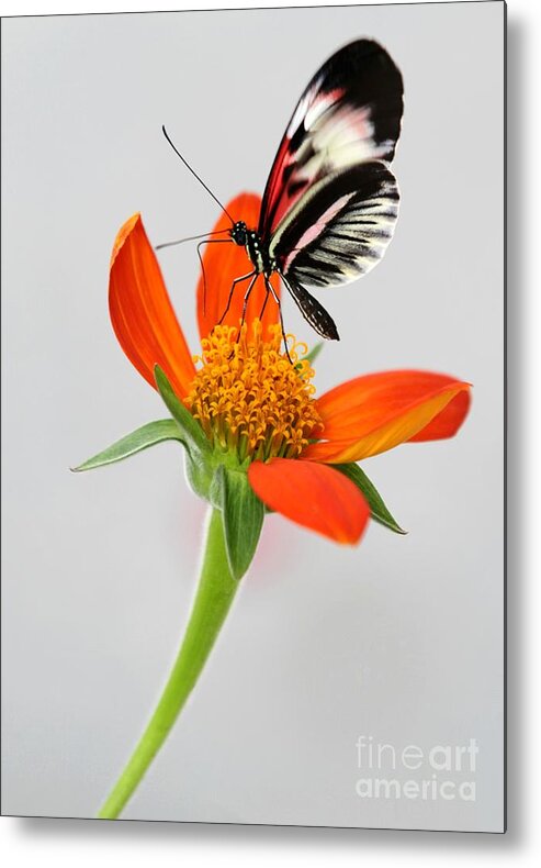 Piano Key Metal Print featuring the photograph Magical Butterfly by Sabrina L Ryan