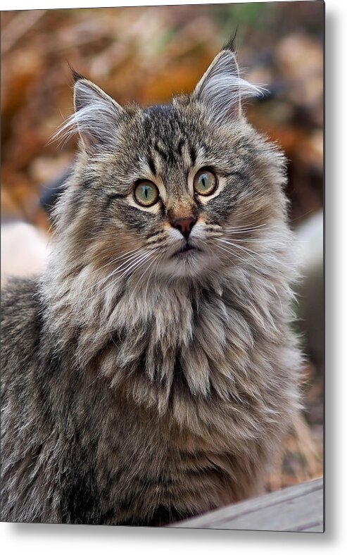 Cat Metal Print featuring the photograph Maine Coon Cat by Rona Black