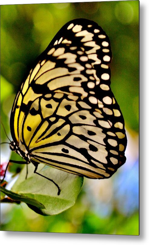 Butterfly Metal Print featuring the photograph Mariposa Butterfly by Eileen Brymer