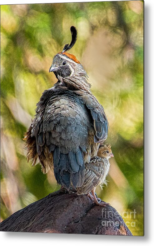 Quail Metal Print featuring the photograph Me and My Dad by Lisa Manifold