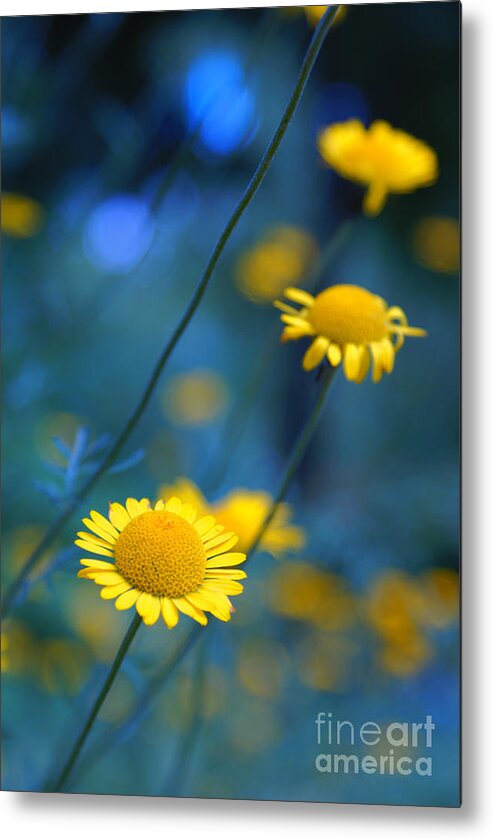 Daisies Metal Print featuring the photograph Momentum 04a by Variance Collections