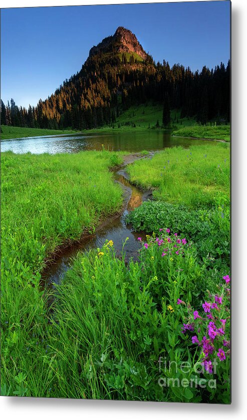 Lake Tipsoo Metal Print featuring the photograph Monkeyflower Morning by Michael Dawson