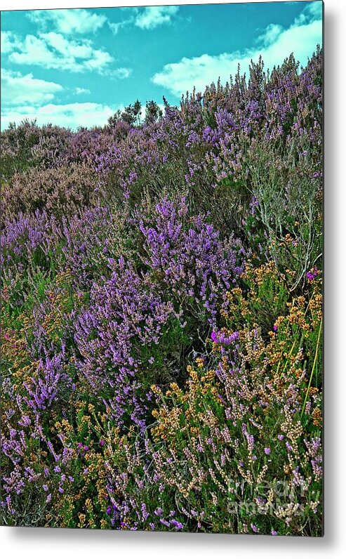 Yorkshire Metal Print featuring the photograph Moorland Heather by Martyn Arnold