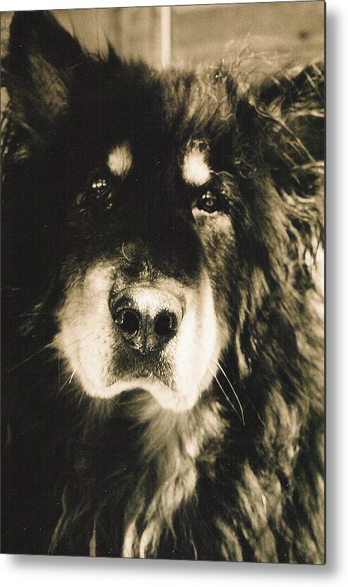 Dogs Metal Print featuring the photograph Moose Portrait by Sandra Dalton
