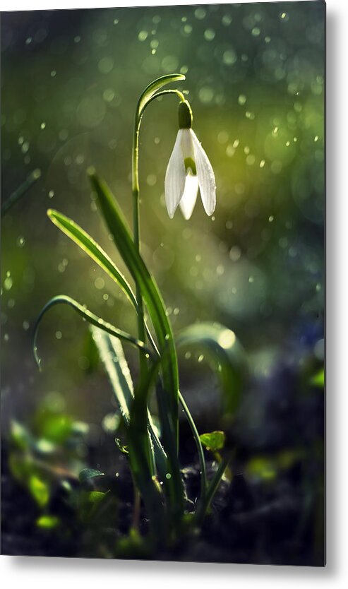 Flower Metal Print featuring the photograph Morning snowdrops by Jaroslaw Blaminsky