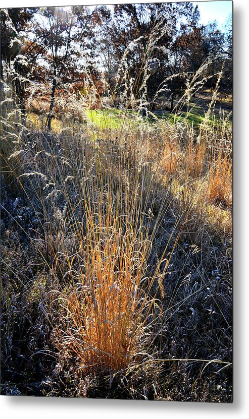 Glacial Park Metal Print featuring the photograph Morning Sun Backlights Fall Grasses in Glacial Park by Ray Mathis