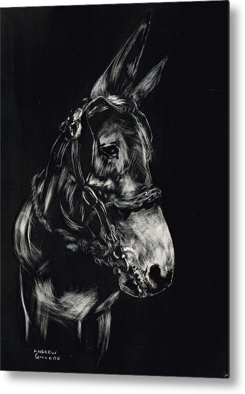 Mule Metal Print featuring the drawing Mule Polly in Black and White by Andrew Gillette