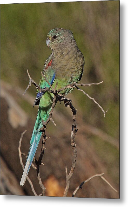 Parrot Metal Print featuring the photograph Mulga Parrot female by Tony Brown
