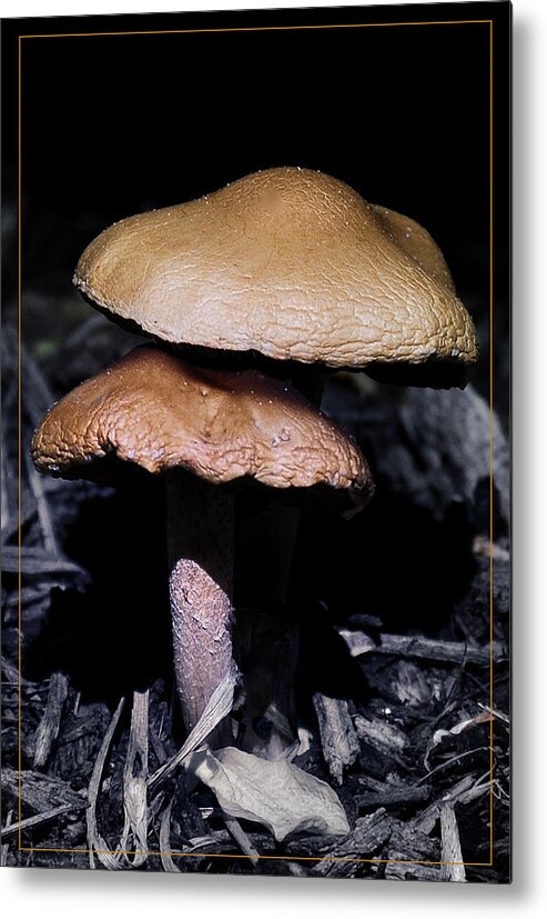 Mushroom Metal Print featuring the photograph Mushroom Love by Mark Fuller