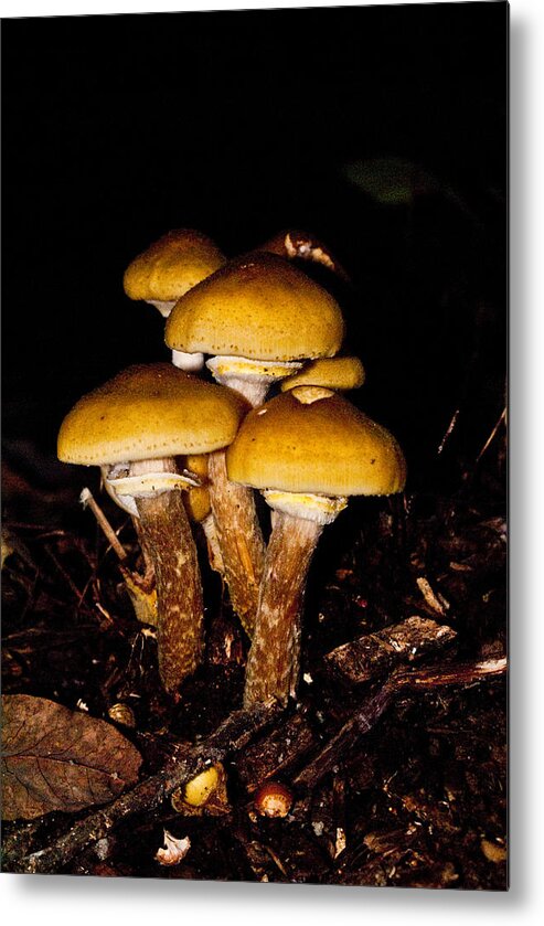 Mushrooms Metal Print featuring the photograph Mushrooms by Night by Douglas Barnett