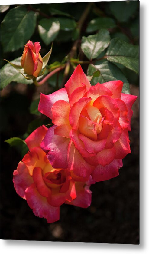 Beautiful Roses In The Shadow's Of The Garden Metal Print featuring the photograph Natural Beauties by Don Wright